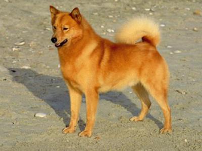 finnish spitz | The Love of a Dog