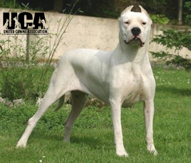 Dog Argentinian Mastiff / Dogo Argentino Our beautiful pictures